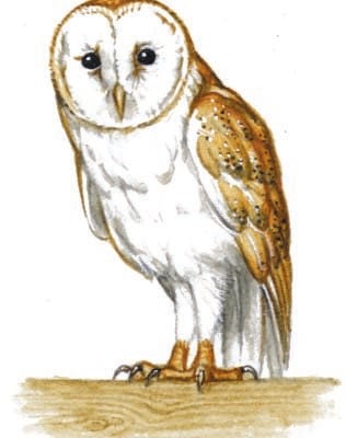Image for choice number 40
