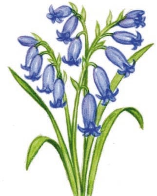 Image for choice number 4