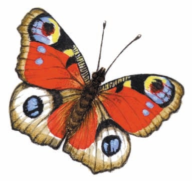 Image for choice number 53