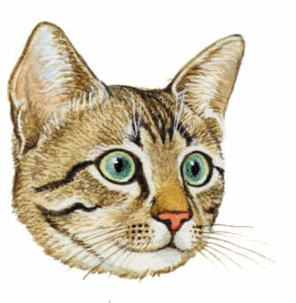 Image for choice number 62