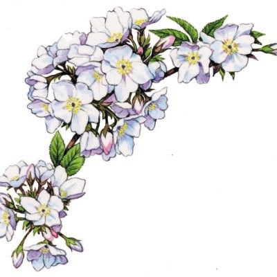 Image for choice number 5