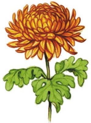 Image for choice number 7