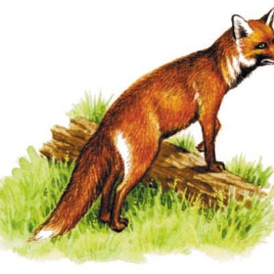 Image for choice number 63
