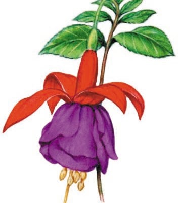 Image for choice number 10