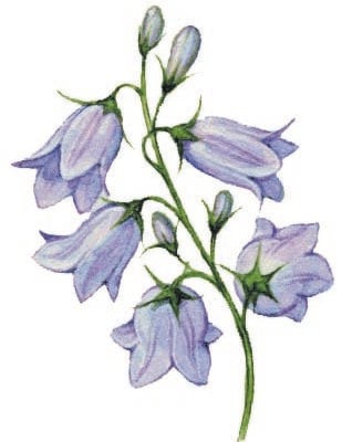 Image for choice number 11