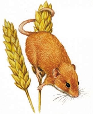 Image for choice number 65