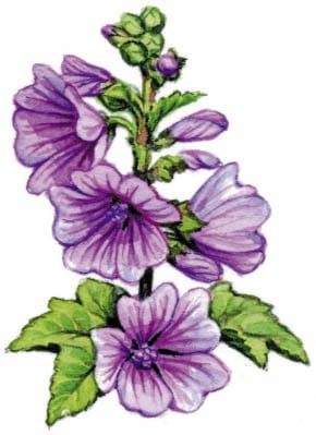 Image for choice number 13