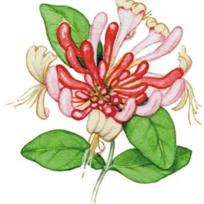 Image for choice number 14