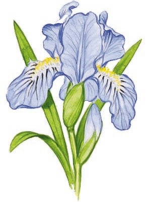 Image for choice number 15