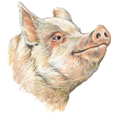 Image for choice number 66