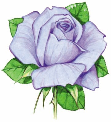 Image for choice number 25