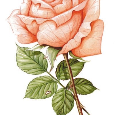 Image for choice number 26
