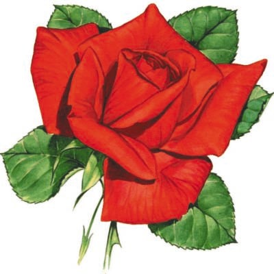 Image for choice number 28