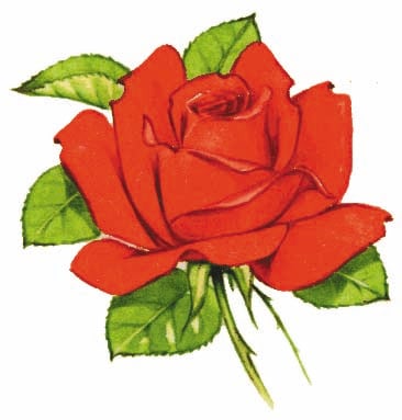 Image for choice number 29