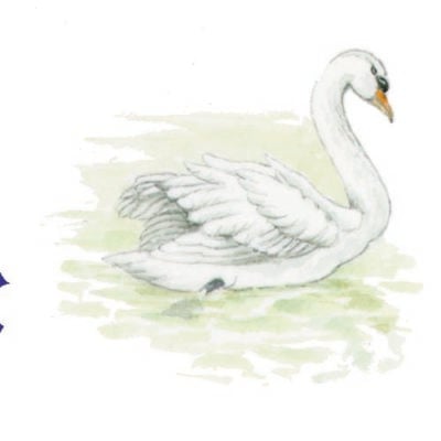 Image for choice number 50