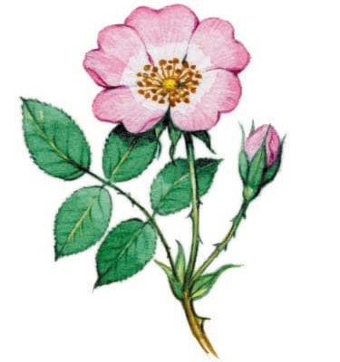 Image for choice number 23